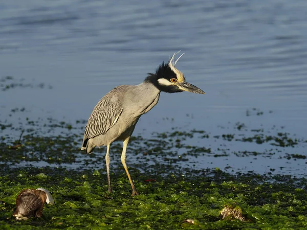 Gulkrönt nattljus, Nycticorax violacea — Stockfoto