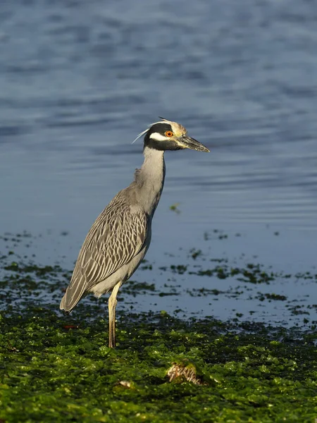 Sarı taçlı gece kuşu, Nycticorax ihlali. — Stok fotoğraf