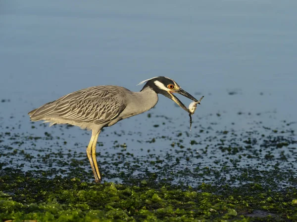 Garça-da-noite de coroa amarela, Nycticorax violacea — Fotografia de Stock