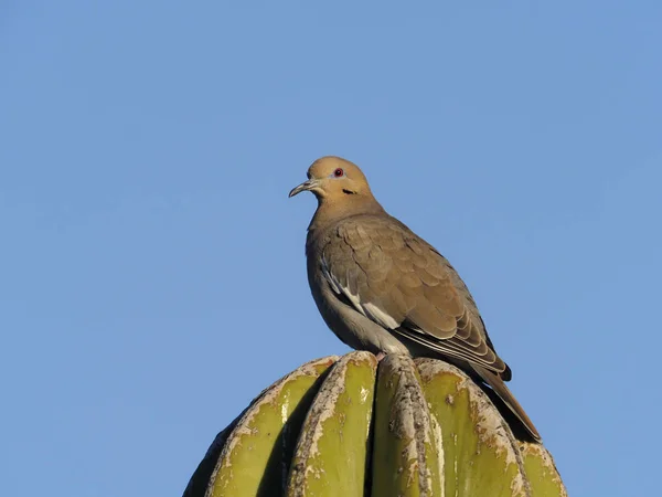 Witte - winged duif, zenaida asiatica — Stockfoto