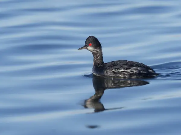 Grebe s černým krkem, Podiceps nigricollis — Stock fotografie