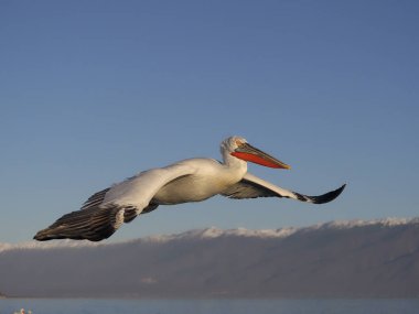 Dalmaçyalı Pelikan, pelecanus crispus