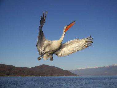 Dalmaçyalı Pelikan, pelecanus crispus