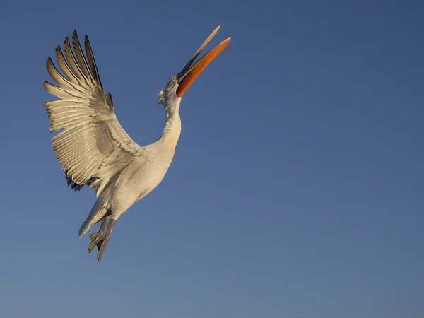 Pelícano dálmata, Pelecanus crispus —  Fotos de Stock