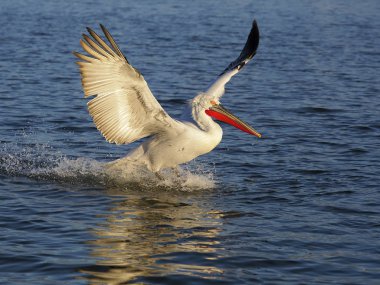 Dalmaçyalı Pelikan, pelecanus crispus