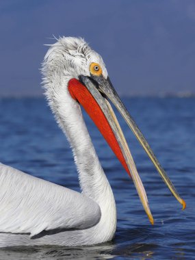 Dalmaçyalı Pelikan, pelecanus crispus