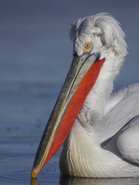 Dalmaçyalı Pelikan, pelecanus crispus