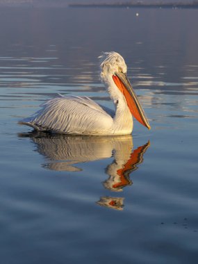 Dalmaçyalı Pelikan, pelecanus crispus