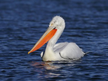 Dalmaçyalı Pelikan, pelecanus crispus