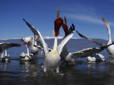 Dalmaçyalı Pelikan, pelecanus crispus