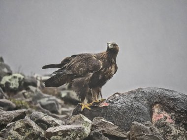 Altın Kartal, aquila chrysaetos