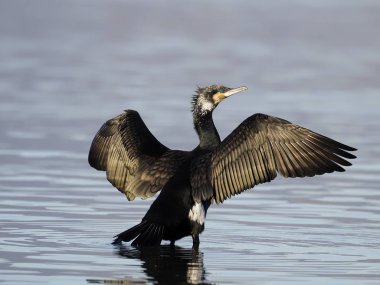 Büyük Karabatak, Phalacrocorax karbonhidrat