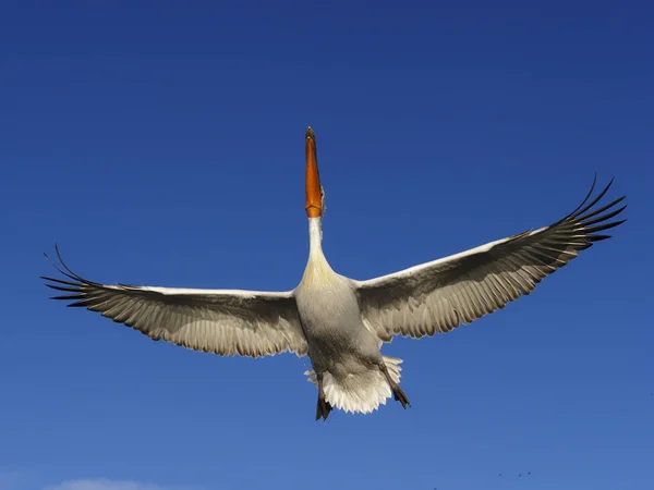 Art af pelikan, Pelecanus crispus - Stock-foto