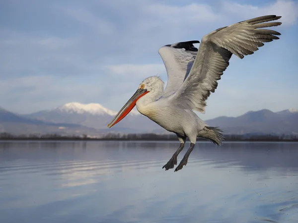 Dalmatische pelikaan, pelecanus crispus — Stockfoto
