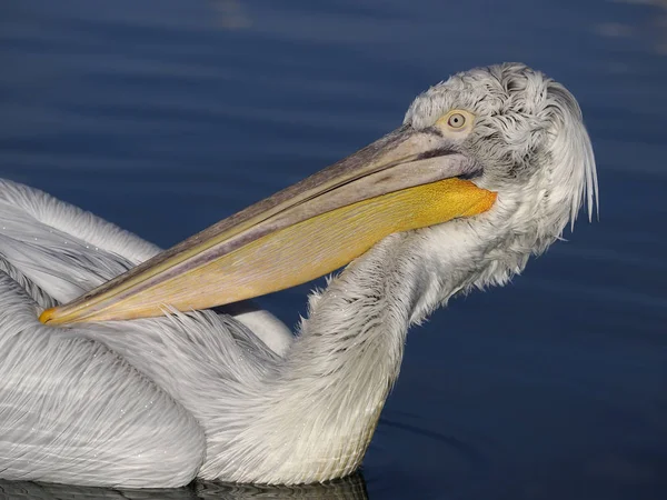 Dalmatinischer Pelikan, pelecanus crispus — Stockfoto