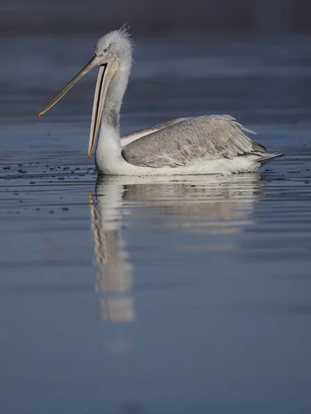 Pelicano dálmata, Pelecanus crispus — Fotografia de Stock