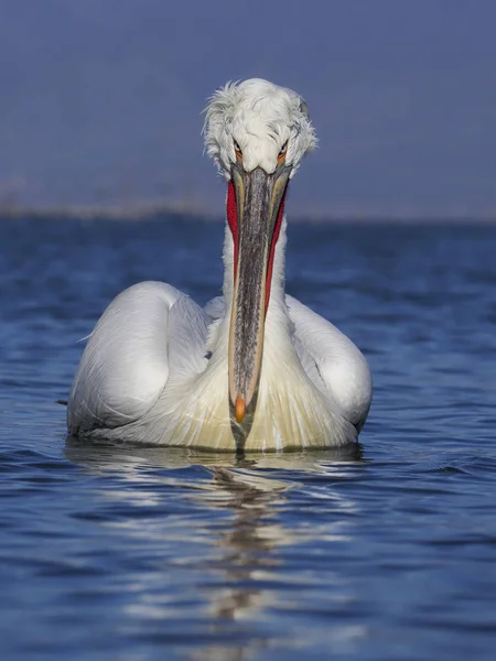 Dalmatin Pelikán, pelecanus crispus — Stock fotografie