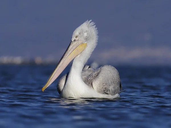 Далматинский пеликан, Pelecanus crispus — стоковое фото