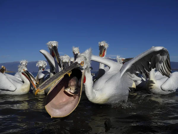 Dalmatian pelican, Pelecanus crispus — Stock Photo, Image