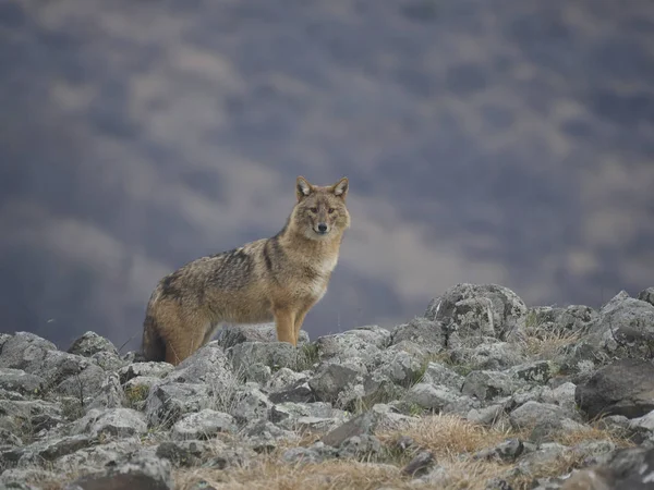 Europese jakhals, Canis aureus moreoticus — Stockfoto