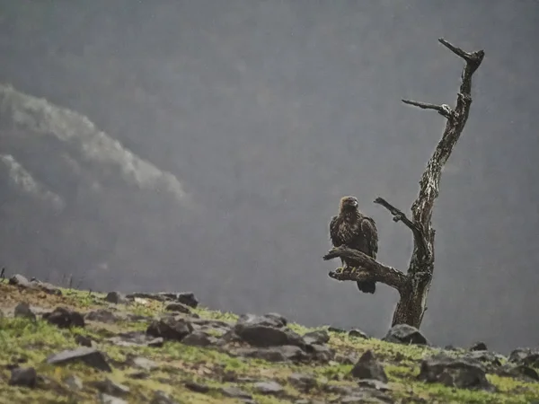 Aigle royal, aquila chrysaetos — Photo