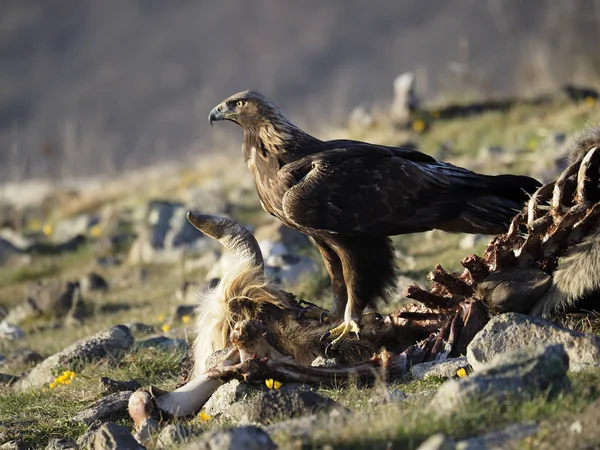 Zlatý Orel, aquila chrysaetos — Stock fotografie