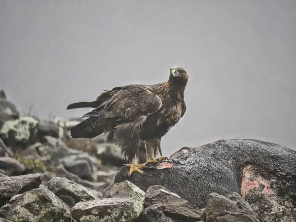 Águia Dourada, Aquila chrysaetos — Fotografia de Stock