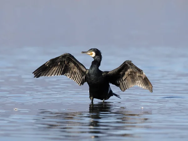 Grande cormorano, Phalacrocorax carbo — Foto Stock