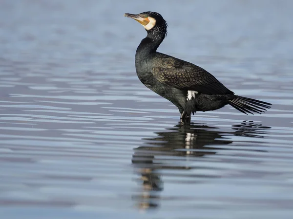 Grande cormorano, Phalacrocorax carbo — Foto Stock