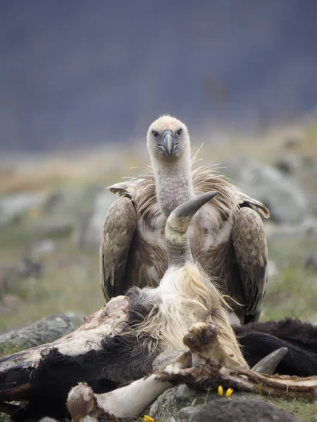 Griffon vulture, Gyps fulvus — Stock Photo, Image