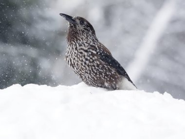 Benekli Fındıkkıran, Nucifraga caryocatactes