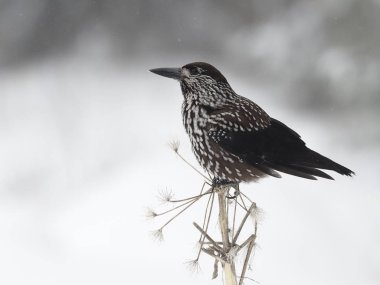 Benekli Fındıkkıran, Nucifraga caryocatactes