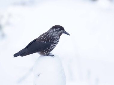 Benekli Fındıkkıran, Nucifraga caryocatactes