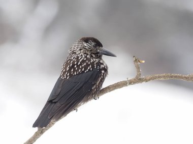 Benekli Fındıkkıran, Nucifraga caryocatactes