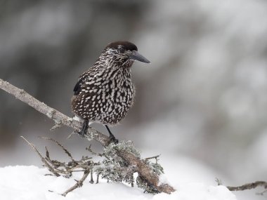 Benekli Fındıkkıran, Nucifraga caryocatactes
