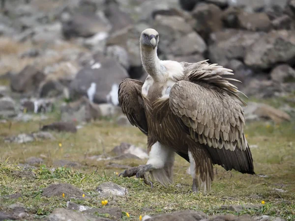 Griffon vulture, Gyps fulvus — Stock Photo, Image