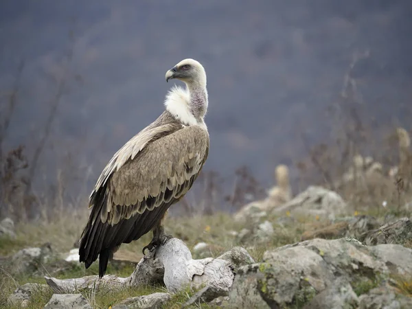 Griffon vulture, Gyps fulvus — Stock Photo, Image