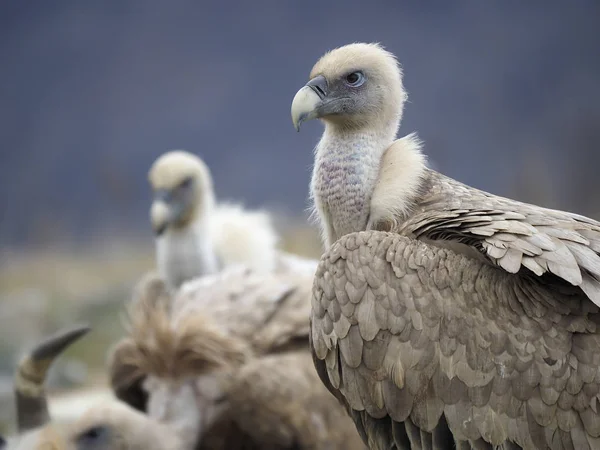 Griffon vulture, Gyps fulvus — Stock Photo, Image