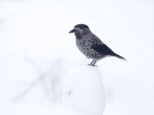 Schiaccianoci maculato, Nucifraga caryocatactes — Foto Stock