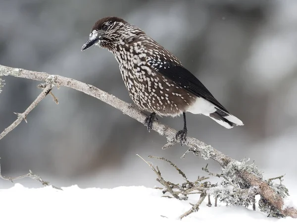 Gevlekte Notenkraker, Nucifraga caryocatactes — Stockfoto