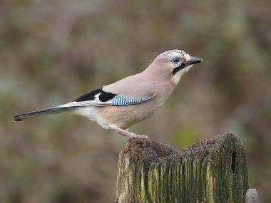 Jay, Garrulus Glandarius, Warwickshire, Şubat 2020