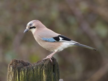 Jay, Garrulus Glandarius, Warwickshire, Şubat 2020