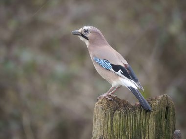 Jay, Garrulus Glandarius, Warwickshire, Şubat 2020