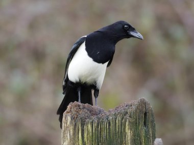 Magpie, Pica pica, tek bir kuş, Warwickshire, Şubat 2020
