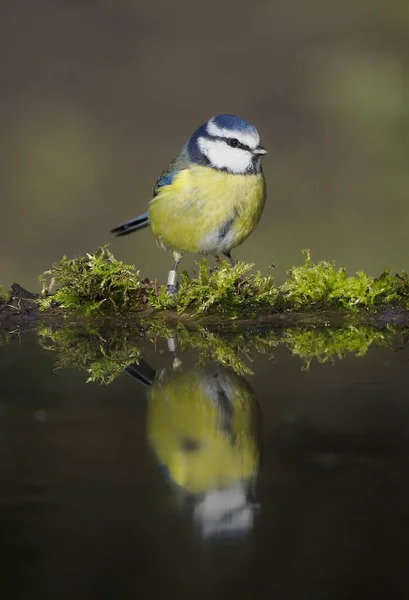 Blue Tit Cyanistes Caeruleus Uccello Singolo Acqua Warwickshire Febbraio 2020 — Foto Stock
