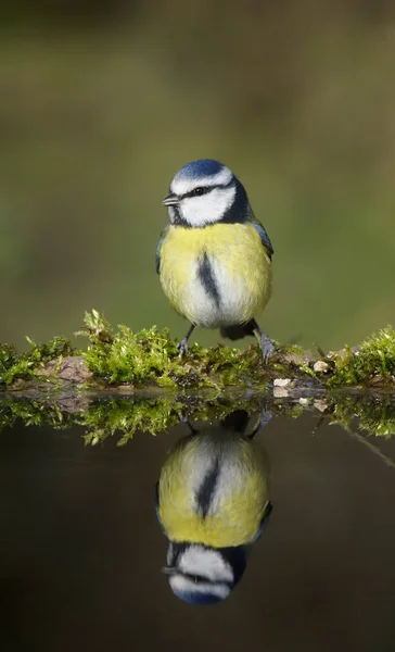 Blue Tit Cyanistes Caeruleus Single Bird Water Warwickshire February 2020 — Stock Photo, Image