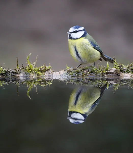 Blaumeise Cyanistes Caeruleus Einzelvogel Wasser Warwickshire Februar 2020 — Stockfoto