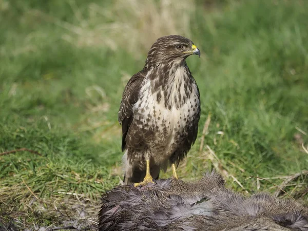 Poiana Comune Buteo Buteo Uccello Single Sulla Carcassa Capriolo Warwickshire — Foto Stock