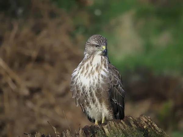 Buitre Común Buteo Buteo Pájaro Soltero Tocón Warwickshire Febrero 2020 —  Fotos de Stock