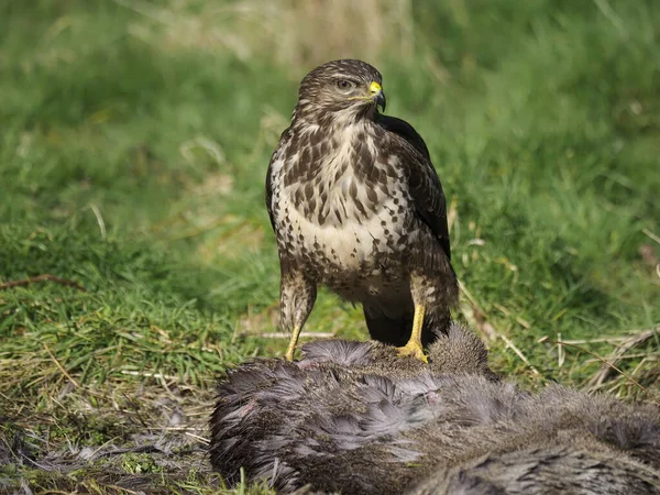 Buse Commune Buteo Buteo Oiseau Unique Sur Carcasse Chevreuil Warwickshire — Photo